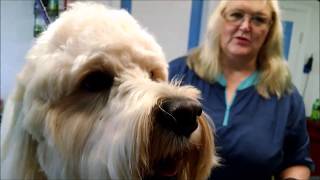 How to brush a Goldendoodle yourself [upl. by Elidad]