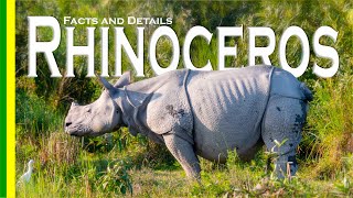 Indian Rhinoceros  Greater Onehorned Rhinoceros  facts and details  Kaziranga National Park [upl. by Neyrb]