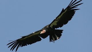 California condors [upl. by Ycam]