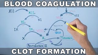 Coagulation Cascade  Intrinsic and Extrinsic Pathway [upl. by Edin]