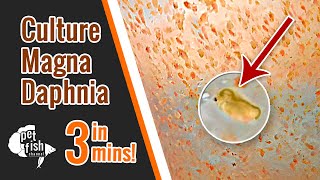 How to culture DAPHNIA MAGNA  The easy way [upl. by Graeme]