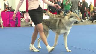 Specialty Czechoslovakian Wolfdog Males Working Class [upl. by Mueller227]