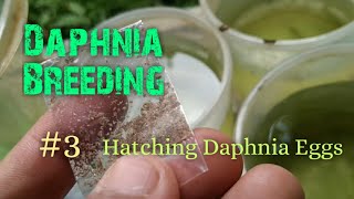 Daphnia Culture made simple and easy 3  Hatching Daphnia eggs [upl. by Euqinobe]