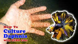 How to Culture Daphnia with ZERO Cost  Unlimited Live Food For Our Fish [upl. by Yekcin]