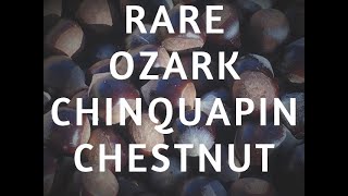 The Ozark Chinquapin Chestnut [upl. by Aylatan]