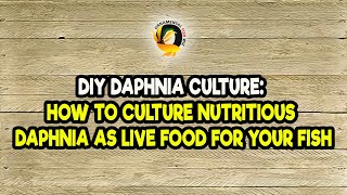 DIY Daphnia Culture How to Culture Nutritious Daphnia as Live Food for Your Fish [upl. by Ludovika]