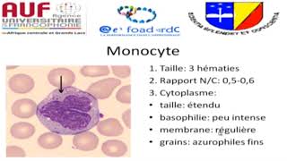 MORPHOLOGIE EN HEMATOLOGIE EPISODE 1 [upl. by Namara]