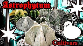 Astrophytum Cultivars [upl. by Alleiram]