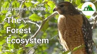 Ecosystems Episode 2 The Forest Ecosystem [upl. by Lelah]