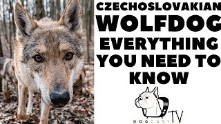 CZECHOSLOVAKIAN WOLFDOG  Everything you need to know DogCastTV [upl. by Zapot]