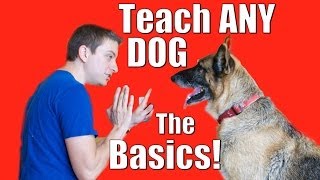 Dog Training 101 How to Train ANY DOG the Basics [upl. by Loella]