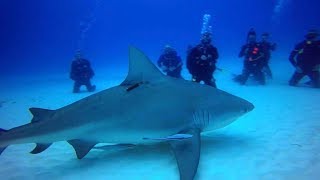 Cancun Playa Del Carmen Scuba Bull Shark Dive MUSA [upl. by Aeslahc608]