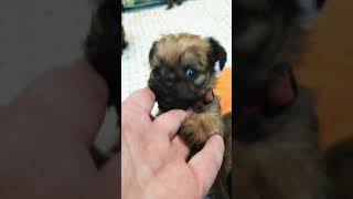 Sweet little Brussels griffon puppies [upl. by Ilehs]