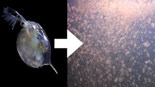 How I Culture Daphnia [upl. by Server]