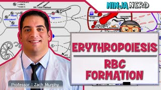 Hematology  Erythropoiesis Red Blood Cell Formation Part 1 [upl. by Trill]