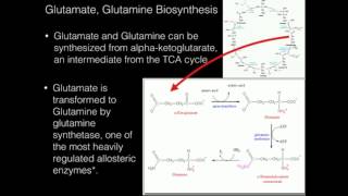 Glutamate Glutamine Biosynthesis [upl. by Cyndi365]