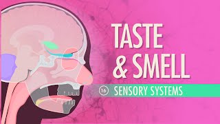 Taste amp Smell Crash Course Anatomy amp Physiology 16 [upl. by Atwood]