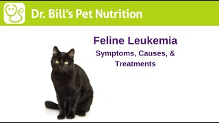 Feline Leukemia  Symptoms Causes amp Treatments  Dr Bills Pet Nutrition  The Vet Is In [upl. by Middendorf559]