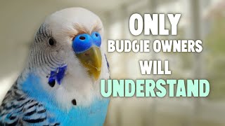 10 Things Only Budgie Owners Will Understand [upl. by Sib666]