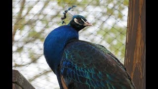 Peacock Call HD [upl. by Yuma298]