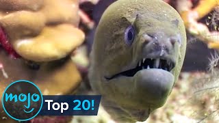 Top 20 Most Dangerous Ocean Creatures in the World [upl. by Ongun]