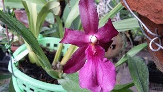 How I care for Orchid  Miltonia spectabilis [upl. by Nicko]