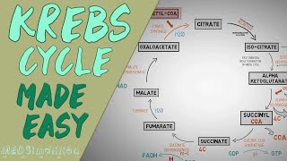 KREBS CYCLE MADE EASY  Krebs cycle Simple Animation Carbohydrate Metabolism Lesson [upl. by Hildagard]