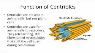 Function of Centrioles [upl. by Gurl305]