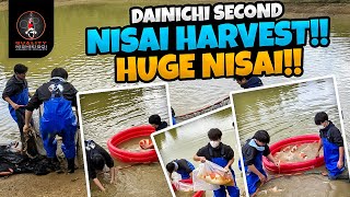 DAINICHI NISAI SECOND HARVEST [upl. by Gerfen924]