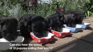 Scottie  Scottish Terrier Puppies [upl. by Kirad898]