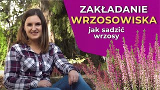 Zakładanie wrzosowiska  jak sadzić wrzosy [upl. by Eimilb]