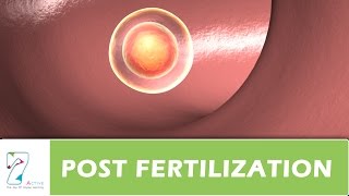 POST FERTILIZATION [upl. by Atnahsal991]