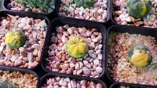 Astrophytum Variegated Cactus [upl. by Annmarie]