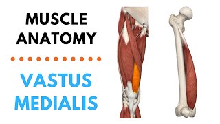 Vastus Medialis  Muscle Anatomy  Joetherapy [upl. by Anneiv]