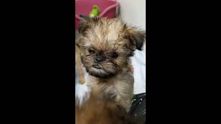 Brussels Griffon puppies morning playtime [upl. by Arlee]