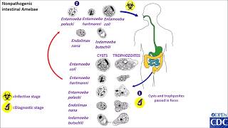 Entamoeba coli and other nonpathogenic life cycles [upl. by Dimitris]