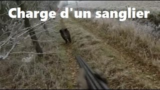 Un sanglier charge 4 postés [upl. by Bertero]