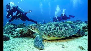 Maldives Deep South Diving 4k [upl. by Davidde]