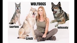 WOLFDOGS  WHICH ONE IS BEST  Czechoslovakian Wolfdog Saarloos Volkosoby [upl. by Deeraf]