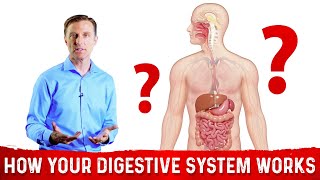 How Does the Digestive System Works – DrBerg [upl. by Pearman]