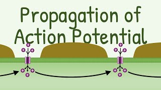 Propagation of Action Potential [upl. by Rowney]