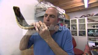 ISRAEL SHOFAR MAKER TRUMPETS JEWISH NEW YEAR [upl. by Sokin]