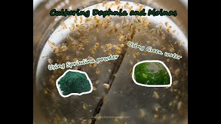 How To Culture Daphnia and Moinas using Green Water Spirulina powder [upl. by Mariande]