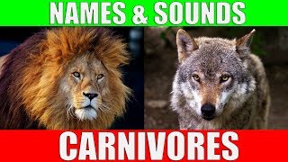 CARNIVOROUS ANIMALS Names and Sounds  Learn Carnivore Animals [upl. by Ahsert]