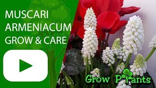 Muscari armeniacum  grow amp care Garden grapehyacinth [upl. by Shafer]