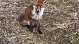 A Jack Russell Terrier meets a Fox [upl. by Esertak]