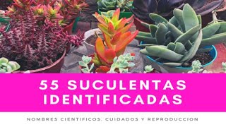 55 SUCULENTAS IDENTIFICADAS  Nombres científicos cuidados y reproducción [upl. by Ardyaf]