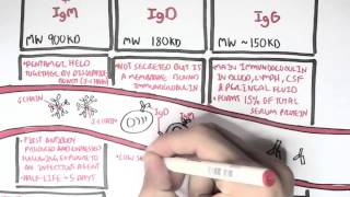 Immunology  Antibodies Function [upl. by Soigroeg]