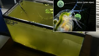 Raising Daphnia for the Freshwater Aquarium [upl. by Bodwell]