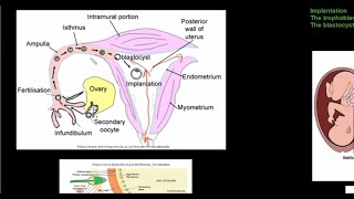 Grade 12 Life Sciences Human Reproduction Part 4 [upl. by Icat]